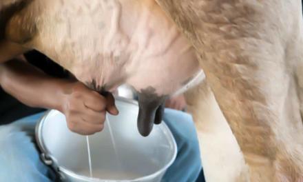 Ideagri distribui software Techmilk para a gestão de pequenas fazendas de leite