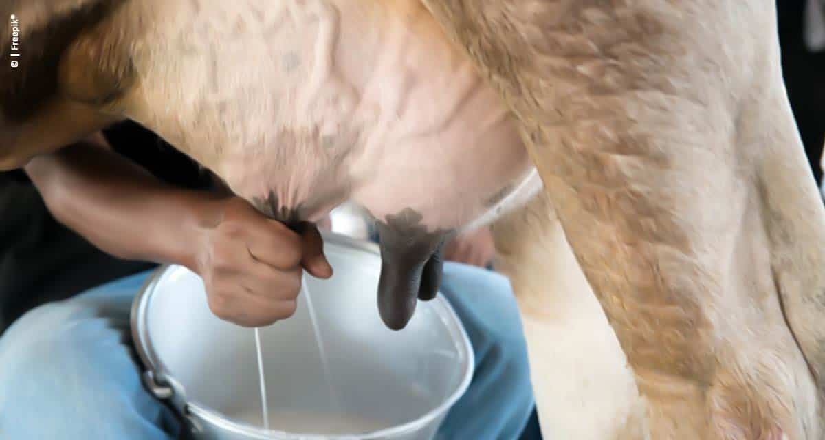 Ideagri distribui software Techmilk para a gestão de pequenas fazendas de leite
