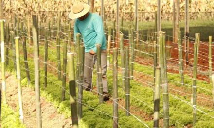 Mercado de Bioinsumos movimenta R$ 1 bilhão por ano. Agricultura Natural já ocupa 50 milhões de hectares