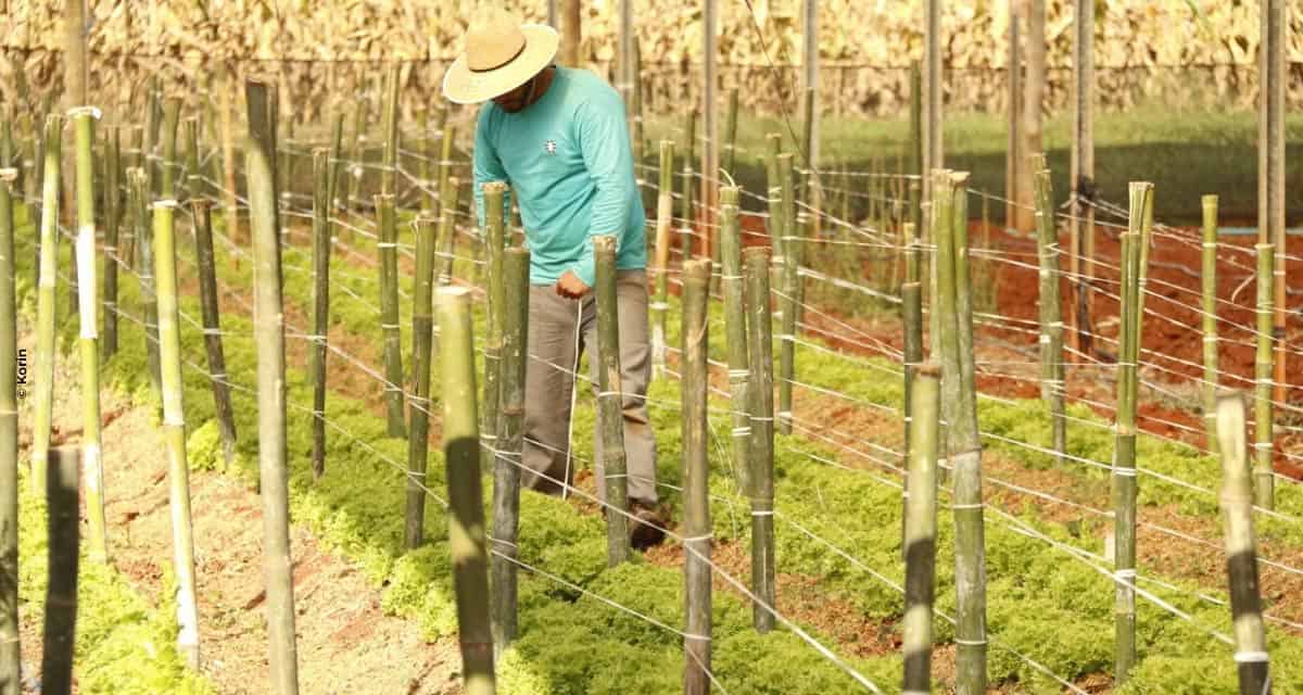 Mercado de Bioinsumos movimenta R$ 1 bilhão por ano. Agricultura Natural já ocupa 50 milhões de hectares