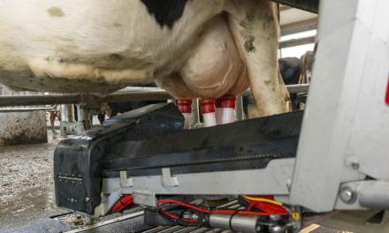 Tecnologia de automação em robô de ordenha oferece maior eficiência produtiva à propriedade leiteira
