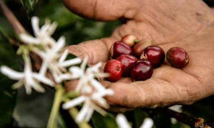 Nespresso desenvolve ações para proteger trabalhadores durante a colheita