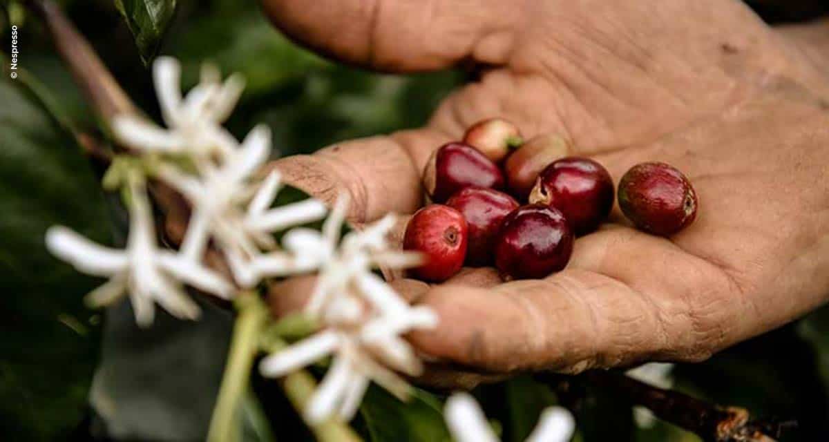 Nespresso desenvolve ações para proteger trabalhadores durante a colheita