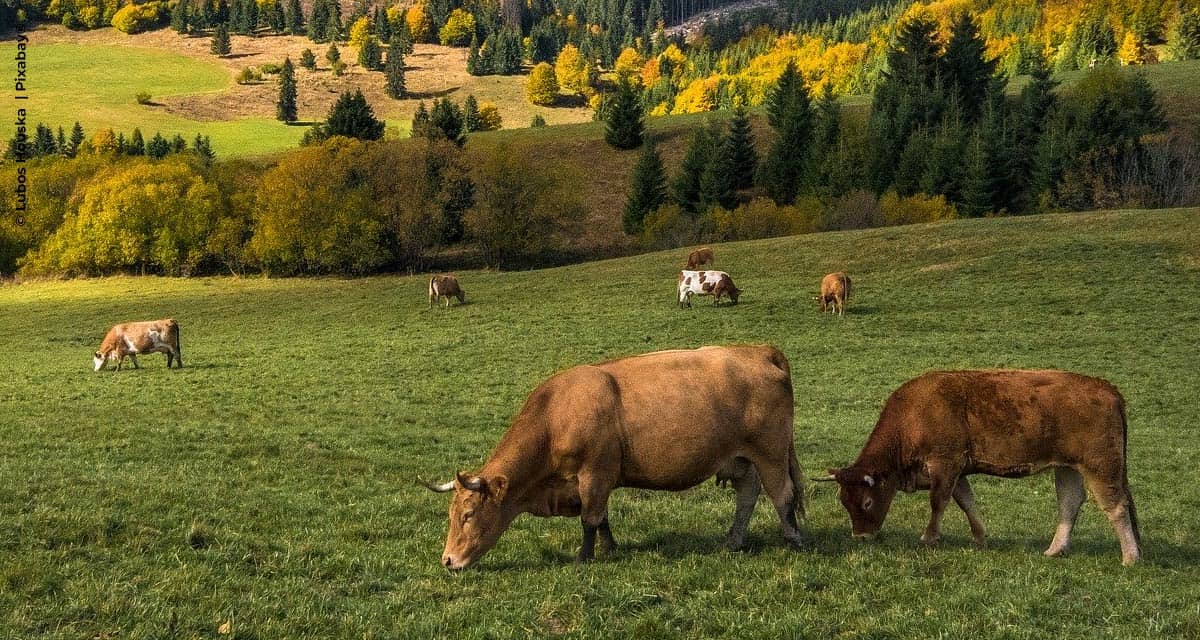 Pastagem: trunfo do pecuarista brasileiro