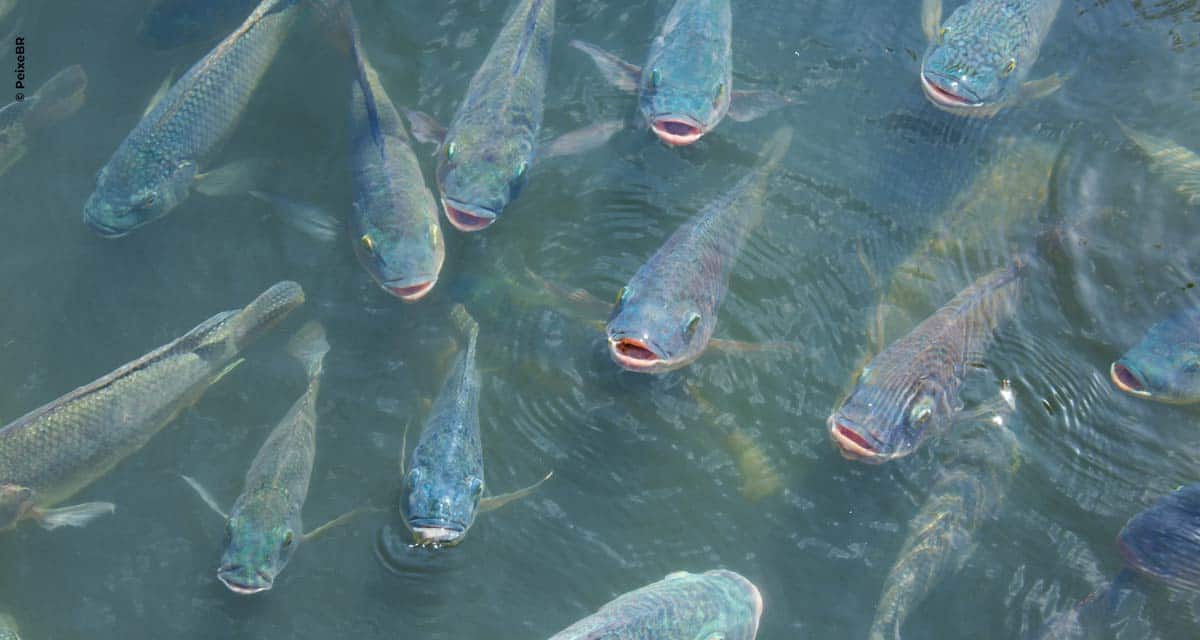 Congresso simplifica processo de liberação de Águas da União para a piscicultura
