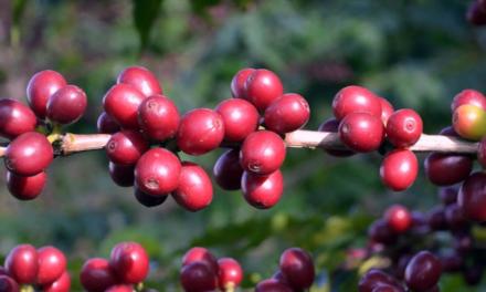 Trabalhos com café da Secretaria de Agricultura e Abastecimento de São Paulo trazem impactos positivos para toda a cadeia de produção