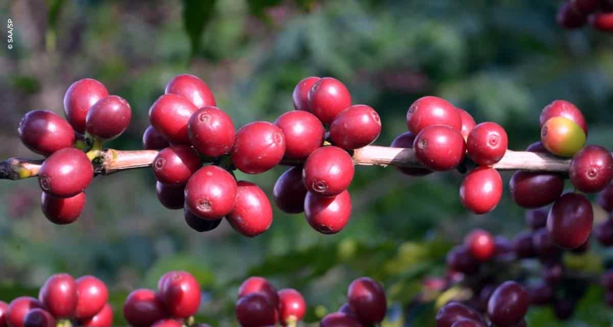 Trabalhos com café da Secretaria de Agricultura e Abastecimento de São Paulo trazem impactos positivos para toda a cadeia de produção