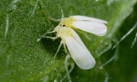 Rede de ensaios de mosca branca comprova eficiência do inseticida Trivor, da ADAMA, em soja
