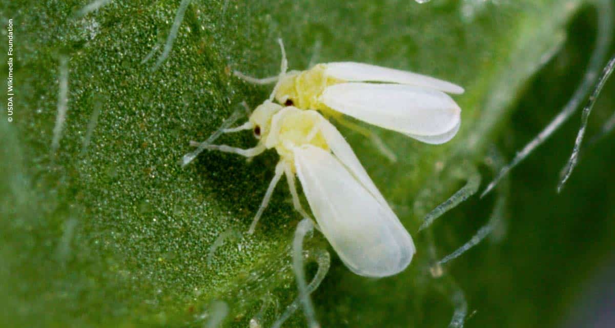 Rede de ensaios de mosca branca comprova eficiência do inseticida Trivor, da ADAMA, em soja