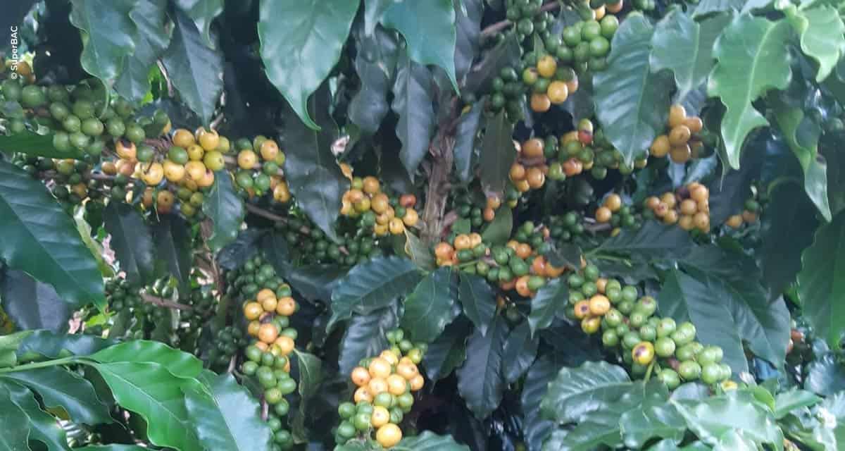 Cafés especiais se beneficiam com novos fertilizantes