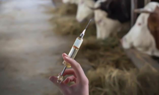 FAESP alerta produtores rurais sobre  prazo de vacinação da febre aftosa