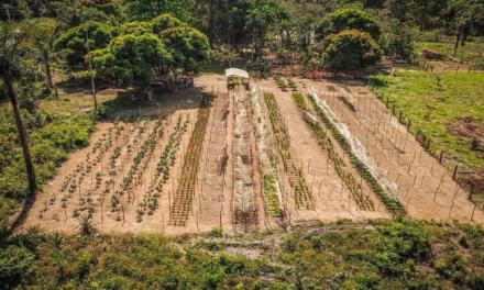 Agrofloresta: você sabe o que é e como se faz?