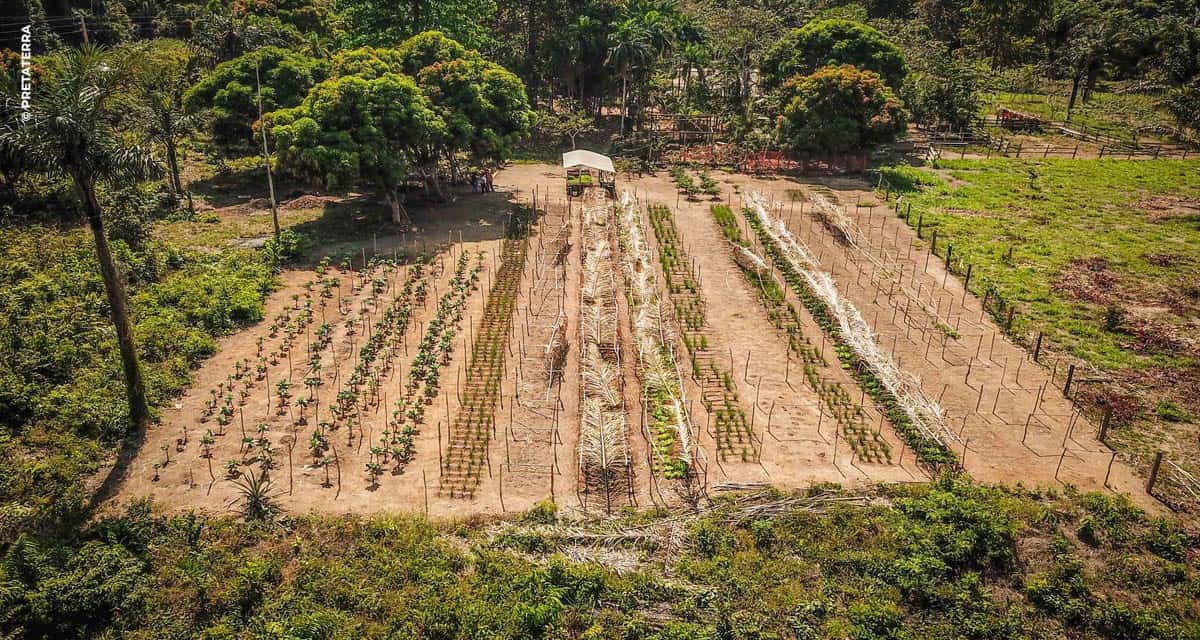 Agrofloresta: você sabe o que é e como se faz?