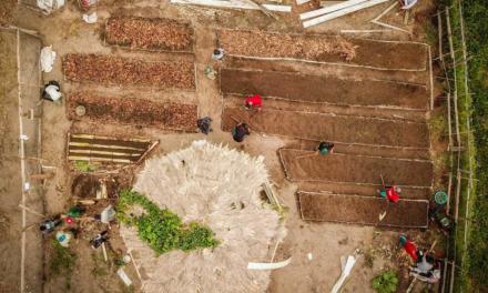 Curso gratuito em Agrofloresta trará fundamentos e caso real