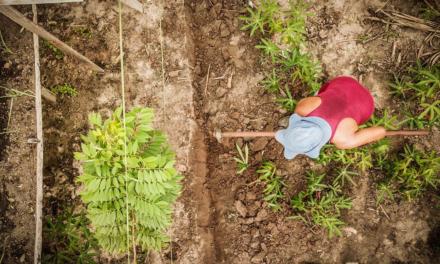 Agrofloresta e o pós-Covid19: a reconstrução do mundo produtivo pela ótica da natureza