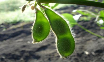 A importância da precocidade dos manejos para a garantia de altos patamares produtivos