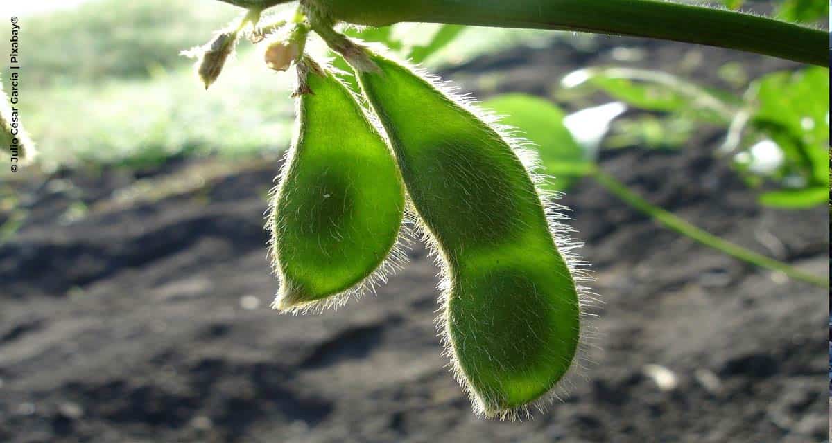 A importância da precocidade dos manejos para a garantia de altos patamares produtivos