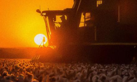 Produtores do sudoeste da BA avançam na colheita do algodão