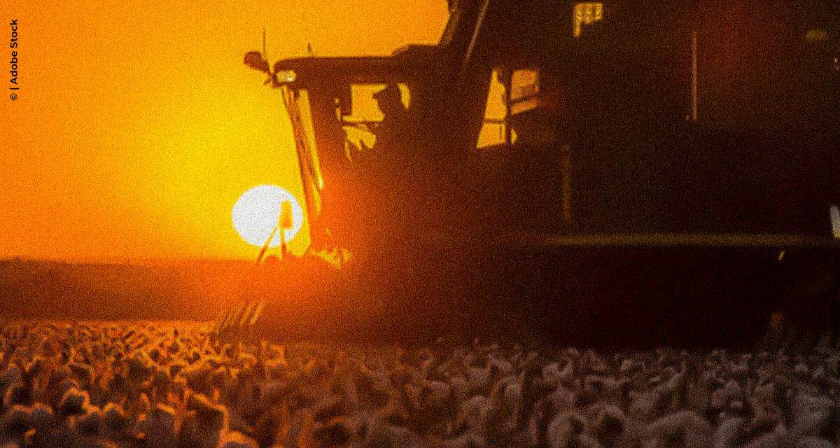 Produtores do sudoeste da BA avançam na colheita do algodão