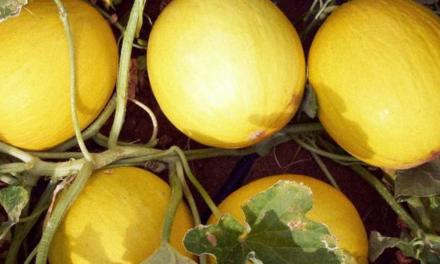 Manejo do melão no Rio Grande do Norte apresenta bons resultados com BRANDT