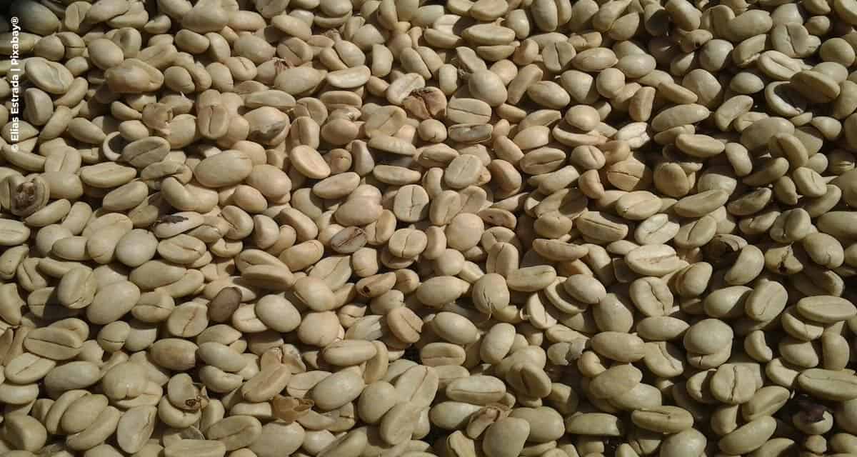 Exportações de café brasileiro atingem 3 milhões de sacas em maio