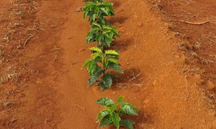 Novo porta-enxerto de café IAC resistente a nematoides está em fase final da pesquisa