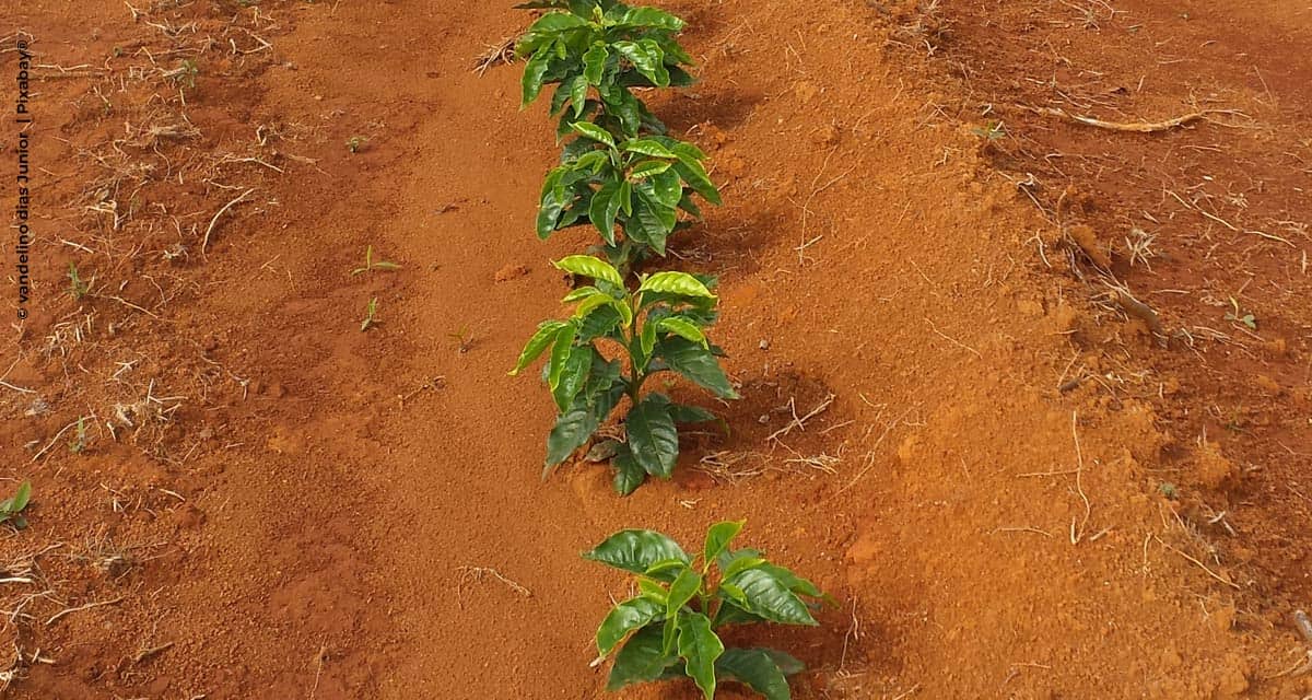 Novo porta-enxerto de café IAC resistente a nematoides está em fase final da pesquisa