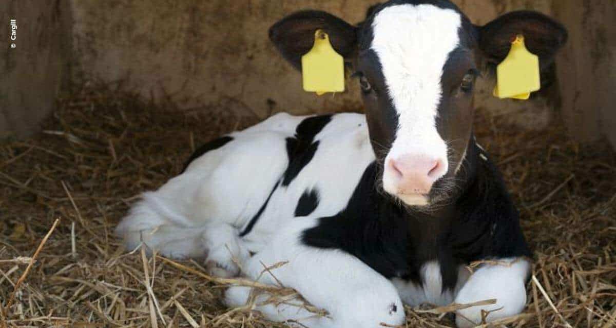 Longa vida ao leite: um brinde a saúde das vacas
