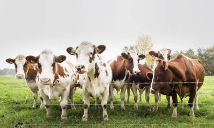 Conhecer os números da fazenda é a chave para o sucesso na reposição do rebanho