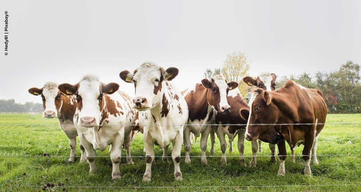 Conhecer os números da fazenda é a chave para o sucesso na reposição do rebanho