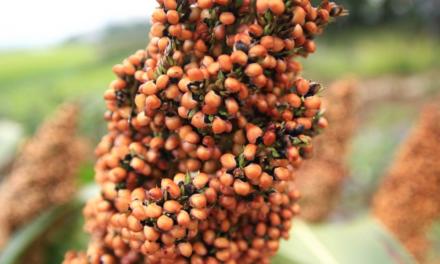 Técnica de processamento melhora a digestibilidade do sorgo e aumenta seu potencial antioxidante