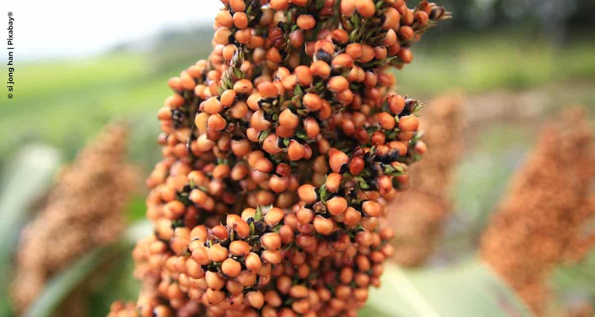 Técnica de processamento melhora a digestibilidade do sorgo e aumenta seu potencial antioxidante