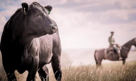 Angus e Embrapa fecham acordo para pesquisa genômica no Brasil