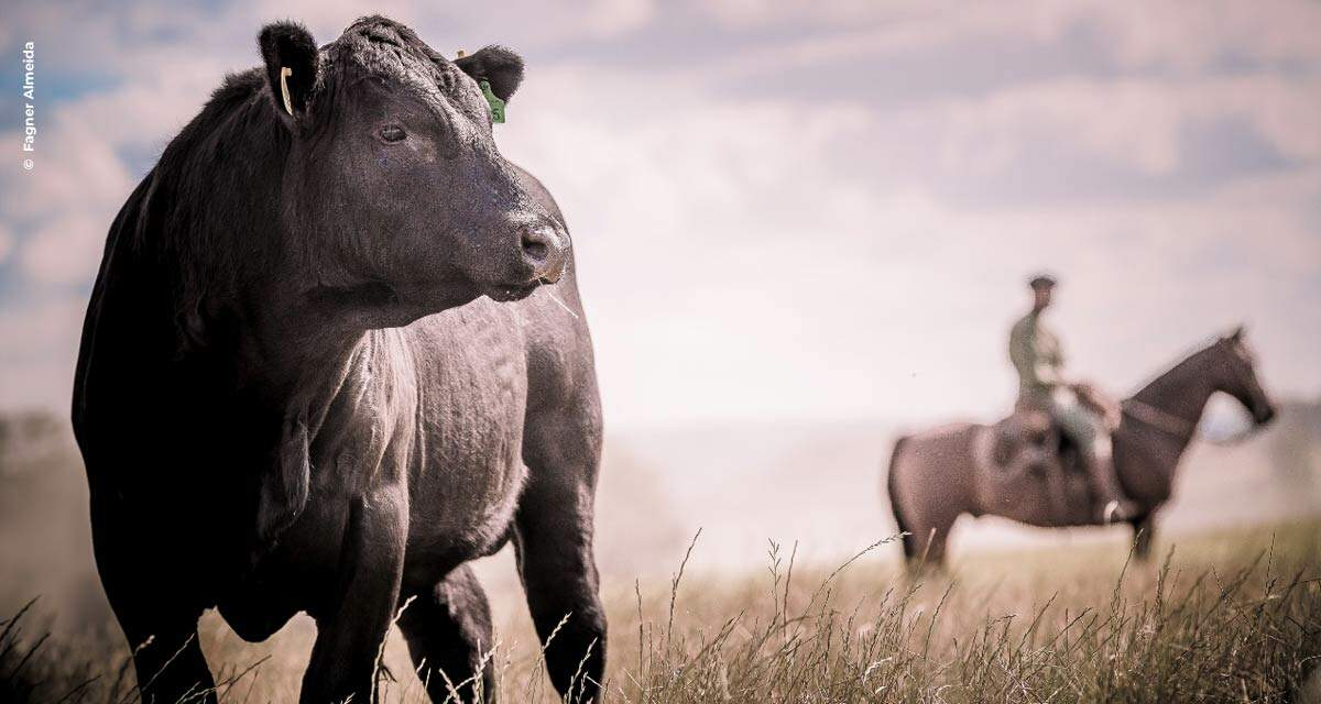 Angus e Embrapa fecham acordo para pesquisa genômica no Brasil