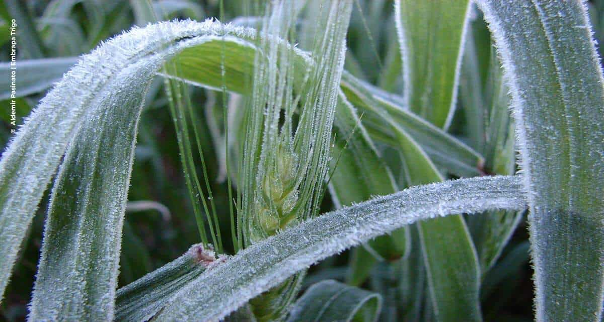 Planejamento pode evitar perdas por geada no trigo