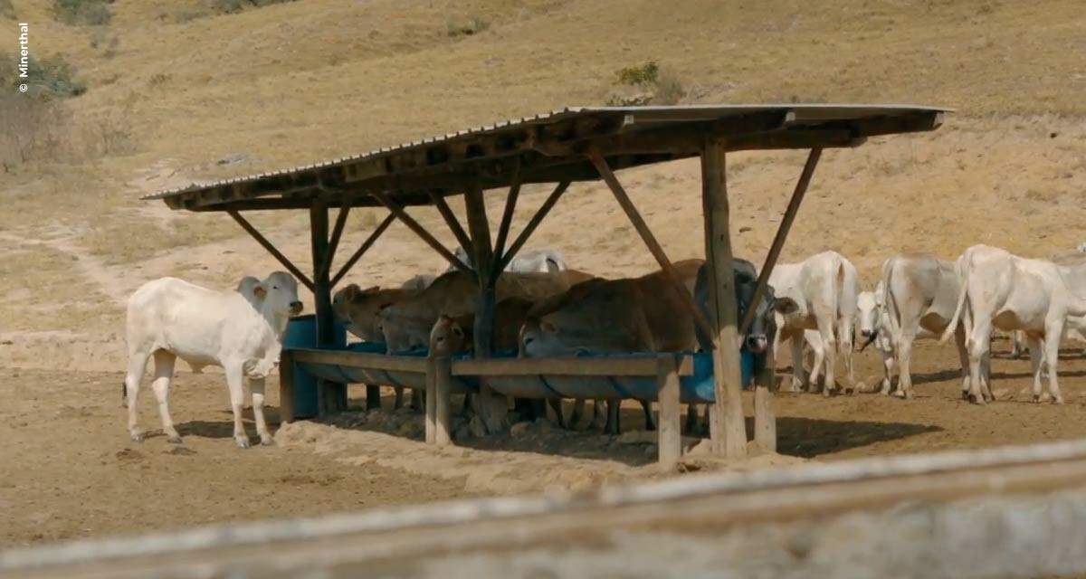 Suplementação eficiente na seca é crucial na lucratividade da pecuária
