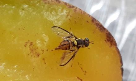 Ações para erradicação da mosca-da-carambola devem ter continuidade