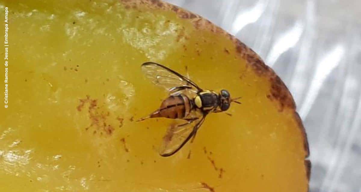 Ações para erradicação da mosca-da-carambola devem ter continuidade