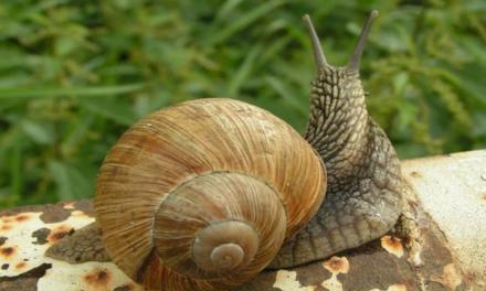 Como evitar a presença de lesmas e caracóis no quintal ou horta