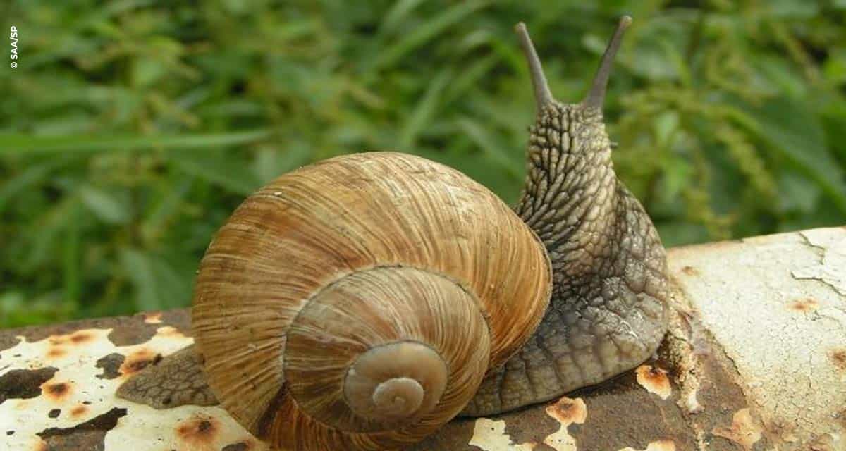 Como evitar a presença de lesmas e caracóis no quintal ou horta