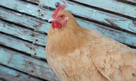 Laboratório da Secretaria de Agricultura e Abastecimento é credenciado para fazer novas análises voltadas à sanidade avícola
