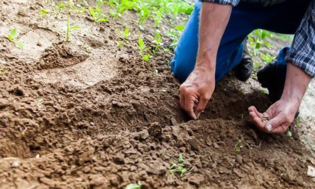 Secretaria de Agricultura e Abastecimento faz raio-x inédito dos impactos da pandemia nos Sistemas Agropecuários do Estado de São Paulo