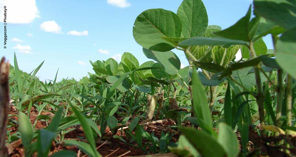 A era da tecnologia de aplicação de herbicidas em soja