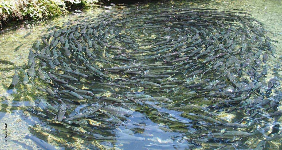Biotecnologia se consolida como aliada da piscicultura