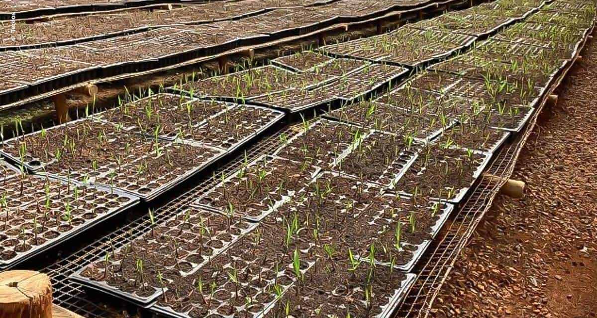 Tereos inicia operação da maior biofábrica de mudas pré-brotadas do setor