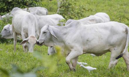 Pecuarista do Paraná obtém ótimos resultados no controle parasitário com o Programa Vetoquinol Resolve