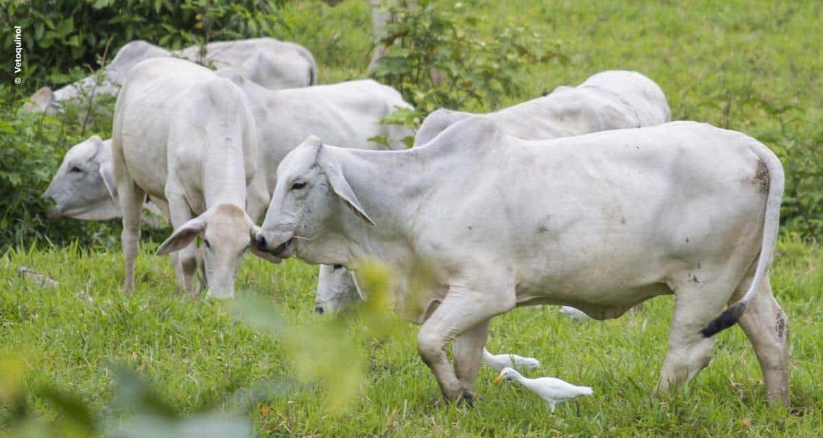 Pecuarista do Paraná obtém ótimos resultados no controle parasitário com o Programa Vetoquinol Resolve