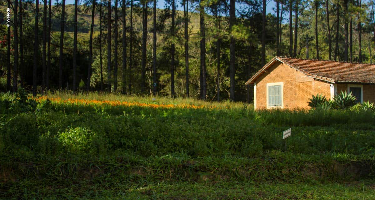 Agricultura biodinâmica: solução sustentável para os cultivos