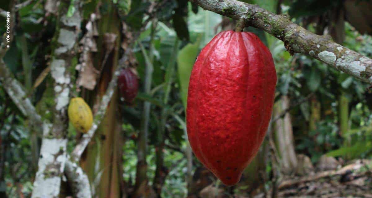 7 de Julho: Dia Internacional do Chocolate