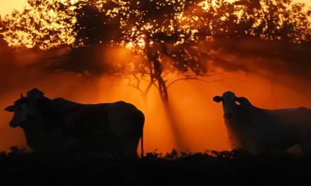 Programa de Eficiência de Carcaça da Minerva Foods, Phibro Animal Health e Biogénesis Bagó, já reúne mais de 600 pecuaristas